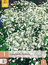 X 1 GYPSOPHILA PERFECTA