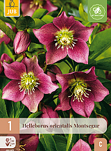 X 1 HELLEBORUS ORIENTALIS MONTSEGUR