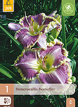 X 1 HEMEROCALLIS BESTSELLER