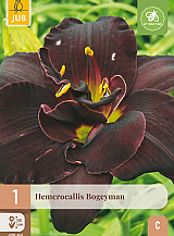 X 1 HEMEROCALLIS BOGEYMAN