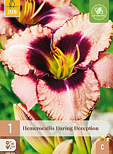 X 1 HEMEROCALLIS DARING DECEPTION
