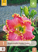 X 1 HEMEROCALLIS DIVAS CHOICE