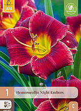 X 1 HEMEROCALLIS NIGHT EMBERS