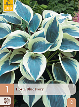 X 1 HOSTA BLUE IVORY