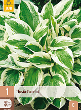 X 1 HOSTA PATRIOT