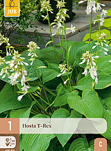 X 1 HOSTA T-REX