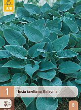 X 1 HOSTA TARDIANA HALCYON