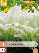 X 1 HOSTA WHITE FEATHER