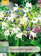X 1 HYMENOCALLIS FESTALIS