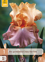 X 1 IRIS GERMANICA CRAZY FOR YOU