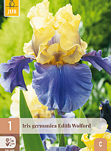 X 1 IRIS GERMANICA EDITH WOLFORD