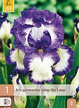 X 1 IRIS GERMANICA LOOP THE LOOP