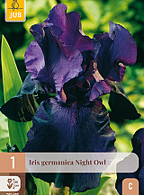X 1 IRIS GERMANICA NIGHT OWL