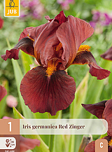 X 1 IRIS GERMANICA RED ZINGER