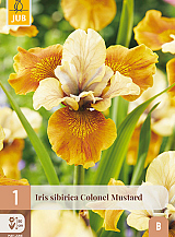 X 1 IRIS SIBIRICA COLONEL MUSTARD