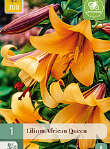 X 1 LILIUM AFRICAN QUEEN