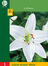 X   1 LILIUM ASIATIC WHITE