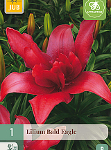 X 1 LILIUM BALD EAGLE