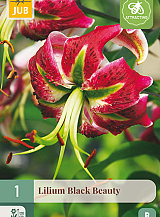 X 1 LILIUM BLACK BEAUTY