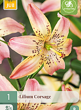 X 1 LILIUM CORSAGE