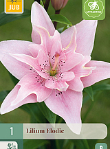 X 1 LILIUM ELODIE