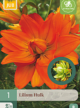 X 1 LILIUM HULK