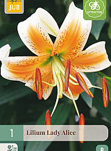 X 1 LILIUM LADY ALICE