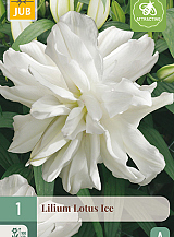 X 1 LILIUM LOTUS ICE