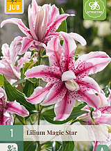 X 1 LILIUM MAGIC STAR