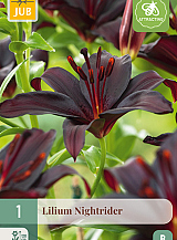 X 1 LILIUM NIGHTRIDER
