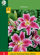 X 1 LILIUM ORIENTAL RED - WHITE