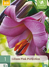 X 1 LILIUM PINK PERFECTION