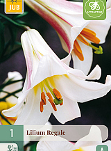 X 1 LILIUM REGALE