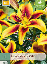 X 1 LILIUM VIVA LA VIDA