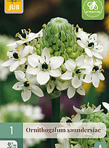 X   1 ORNITHOGALUM SAUNDERSIAE