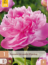 X 1 PAEONIA ALEXANDER FLEMING