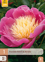 X 1 PAEONIA BOWL OF BEAUTY