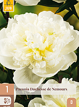 X 1 PAEONIA DUCHESSE DE NEMOURS
