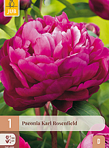 X 1 PAEONIA KARL ROSENFIELD