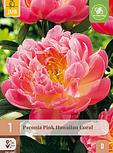 X 1 PAEONIA PINK HAWAIIAN CORAL