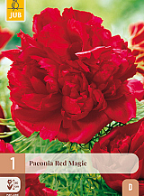 X 1 PAEONIA RED MAGIC