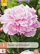 X 1 PAEONIA SARAH BERNHARDT