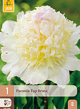 X 1 PAEONIA TOP BRASS