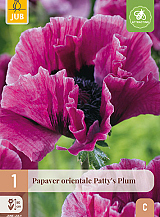 X 1 PAPAVER PATTYS PLUM