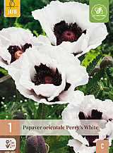X 1 PAPAVER PERRYS WHITE