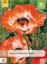 X 1 PAPAVER PICOTEE