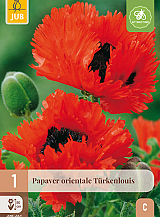 X 1 PAPAVER TURKENLOUIS