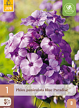 X 1 PHLOX PANICULATA BLUE PARADISE