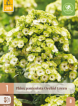 X 1 PHLOX PANICULATA ORCHID GREEN