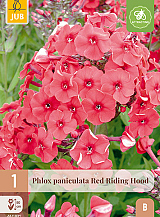 X 1 PHLOX PANICULATA RED RIDING HOOD